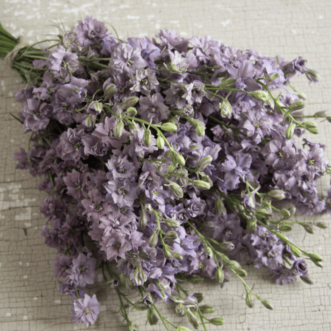 Larkspur Delphinium - Misty Lavender