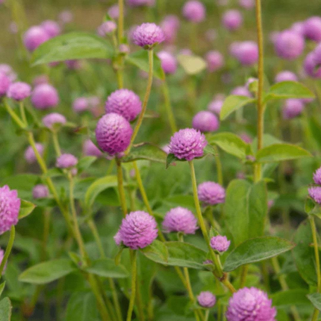 Gomphrena - Lavender Lady