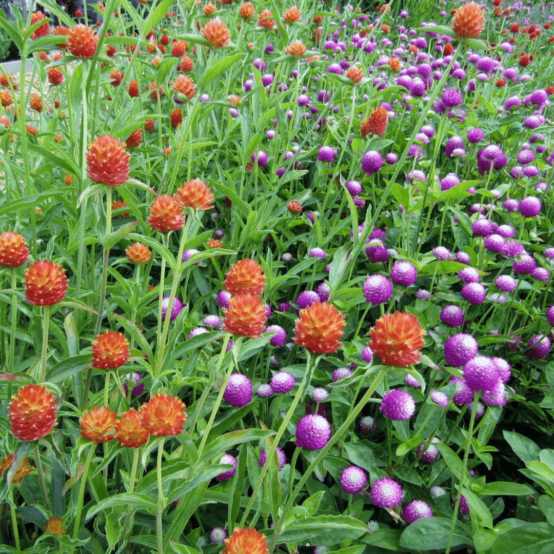 Gomphrena - Lavender Lady