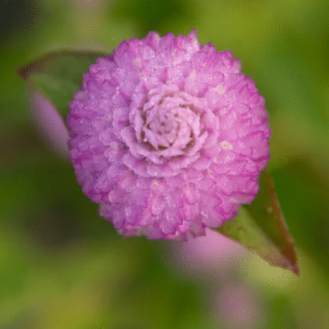 Gomphrena - Lavender Lady