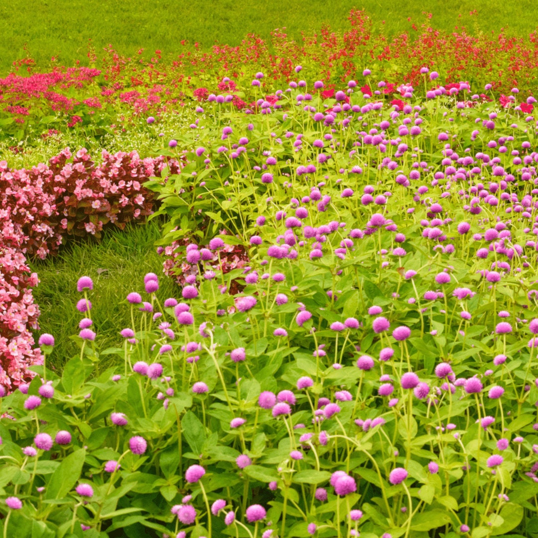 Gomphrena - Lavender Lady