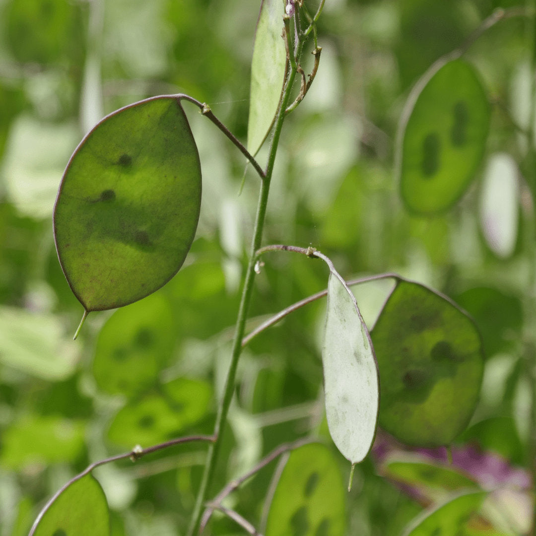 Money Plant (Silver Dollar, Honesty Plant)