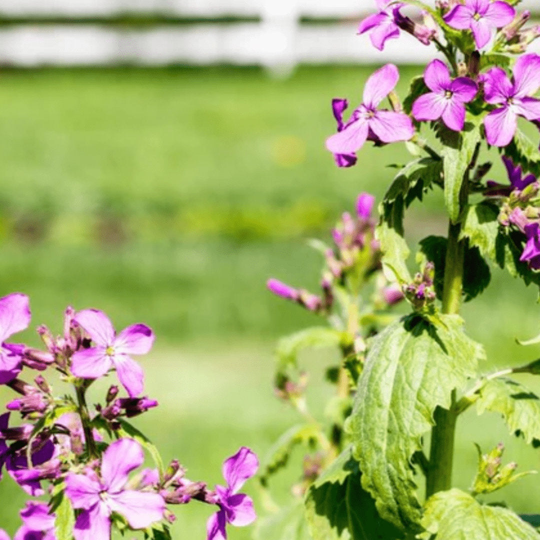 Money Plant (Silver Dollar, Honesty Plant)