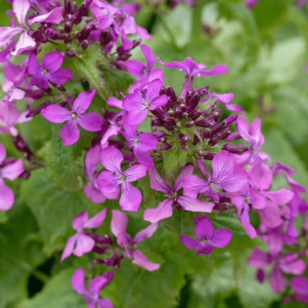 Money Plant (Silver Dollar, Honesty Plant)