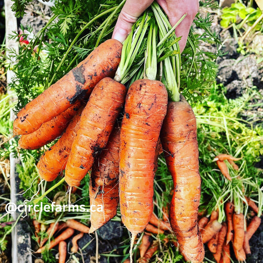 Carrot Seeds - Nantes Coreless