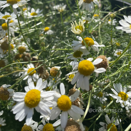 Chamomile - German