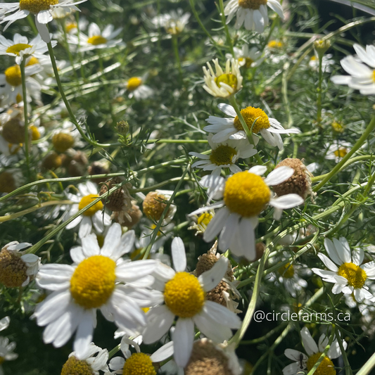 German Chamomile