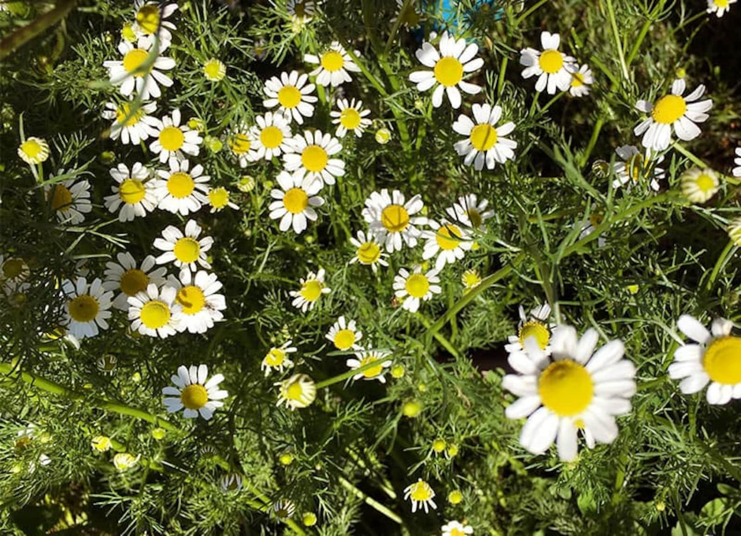 Chamomile - German