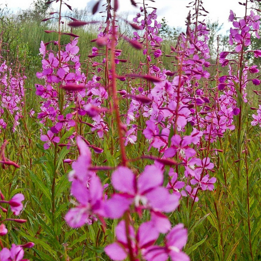 Fireweed Native Wildflower