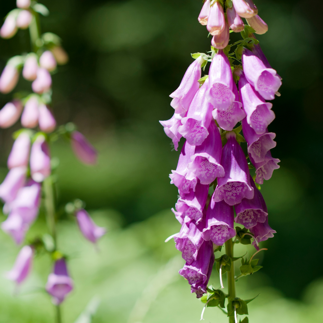 Foxglove Seeds - Perennial Flower Seeds Online Canada | Circle Farms