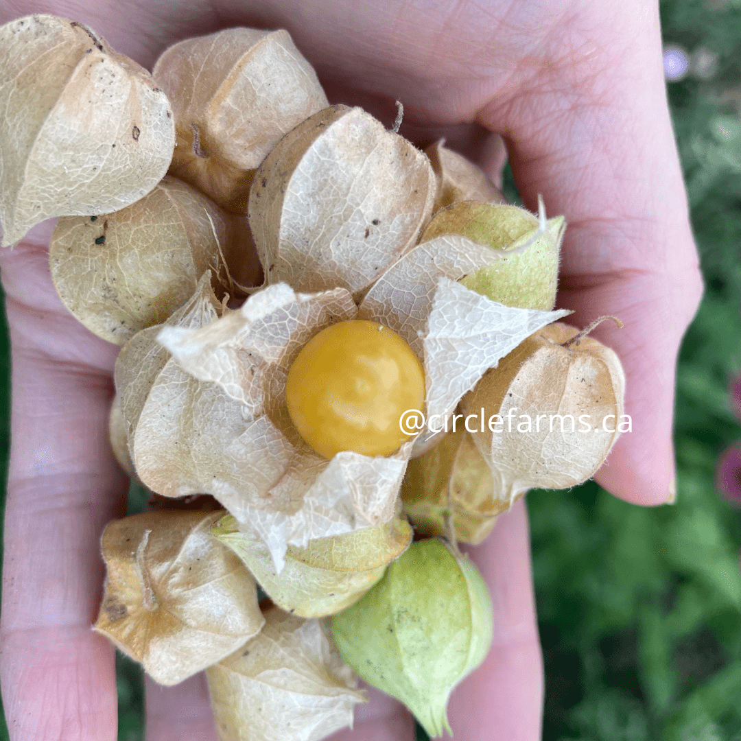 Ground Cherry - Aunt Molly's