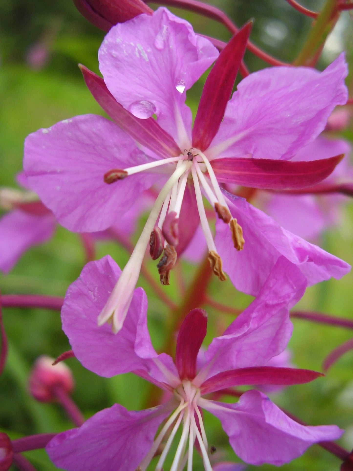 Fireweed Native Wildflower