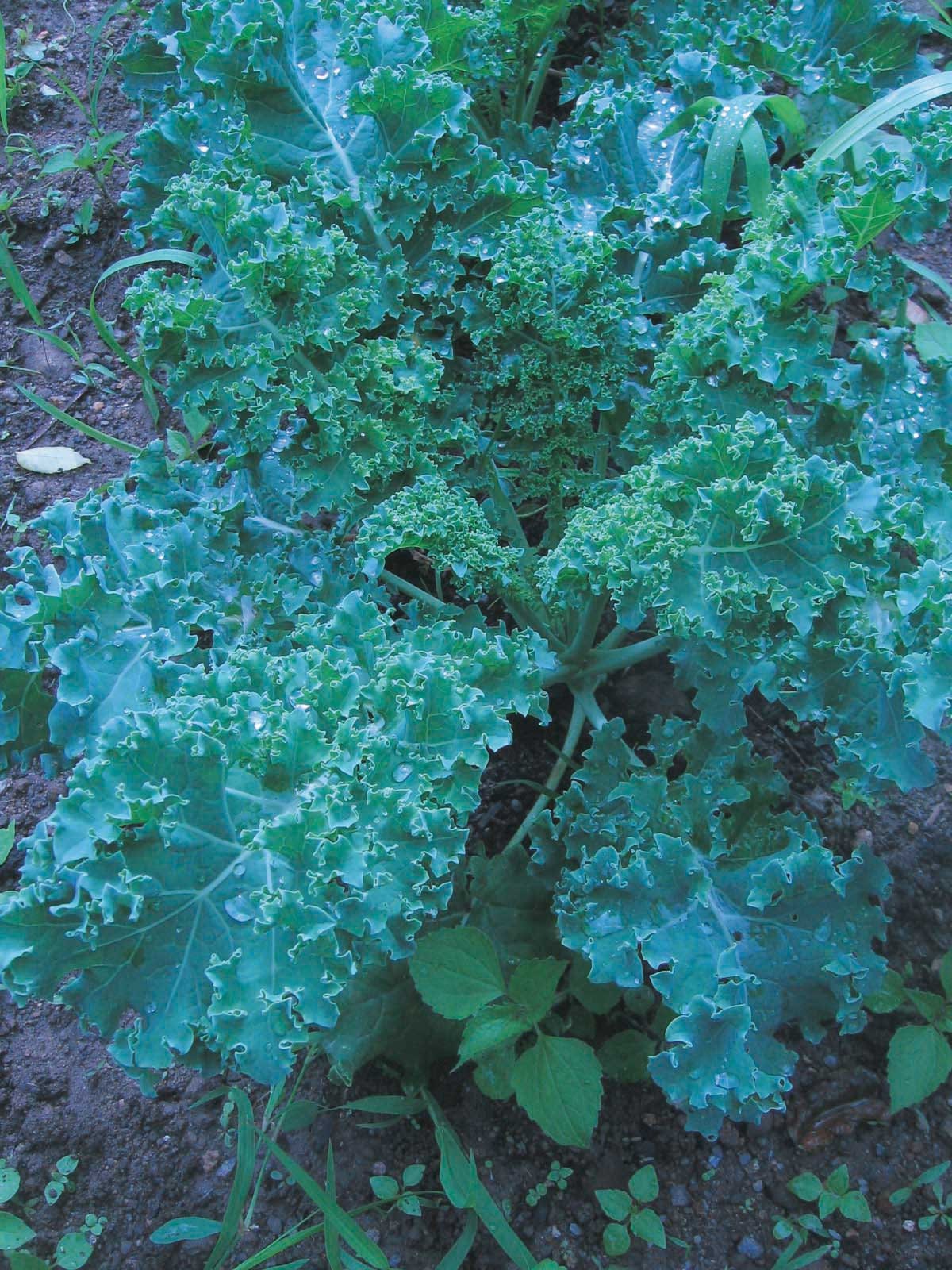 Vegetable Seed Kit - Seedbank Collection