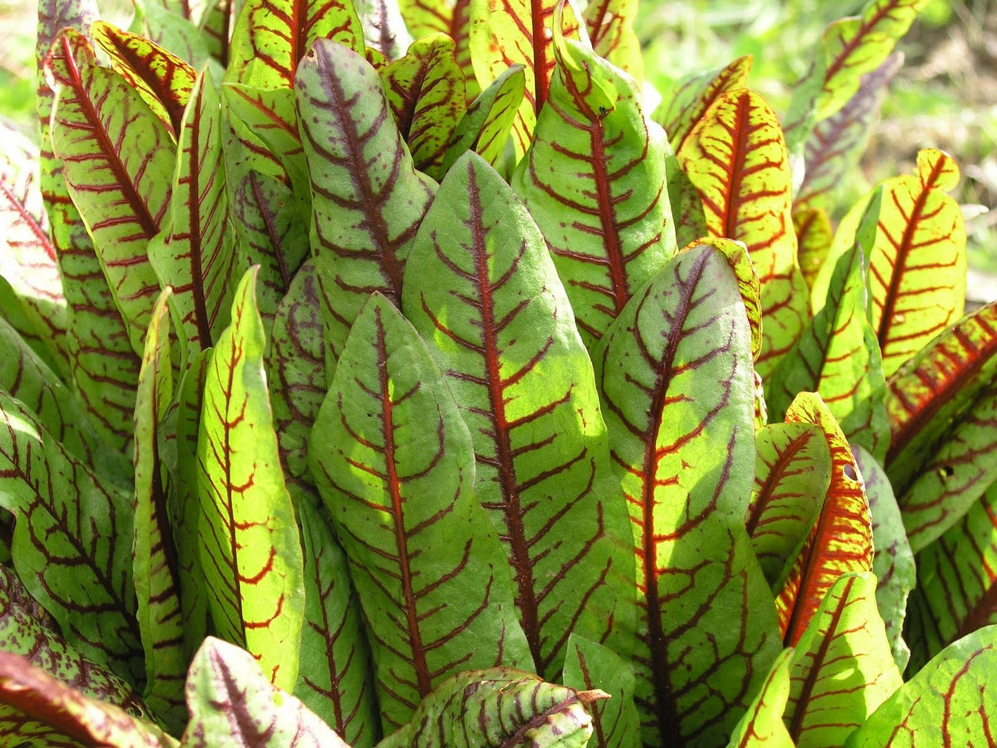 Sorrel - Red Vein (Bloody Dock)