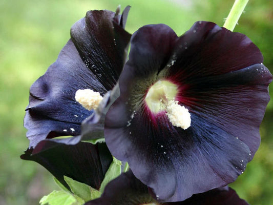 Hollyhock Seeds - Giant Black Nigra