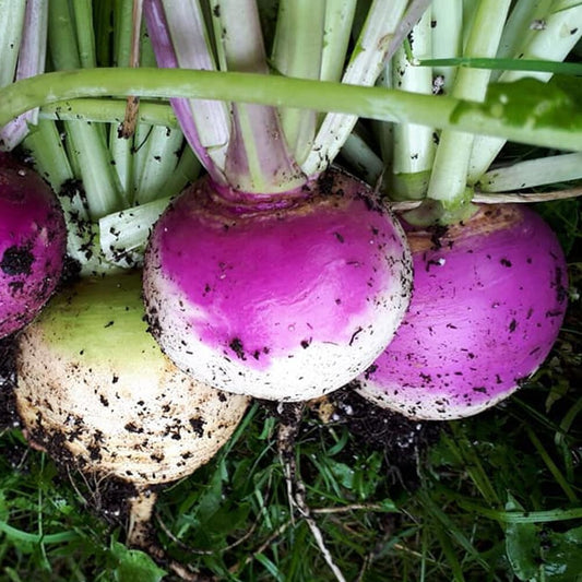 Turnip Seeds - Purple Top