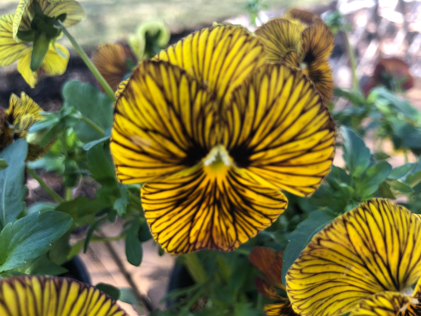 Viola Pansy - Tiger Eye