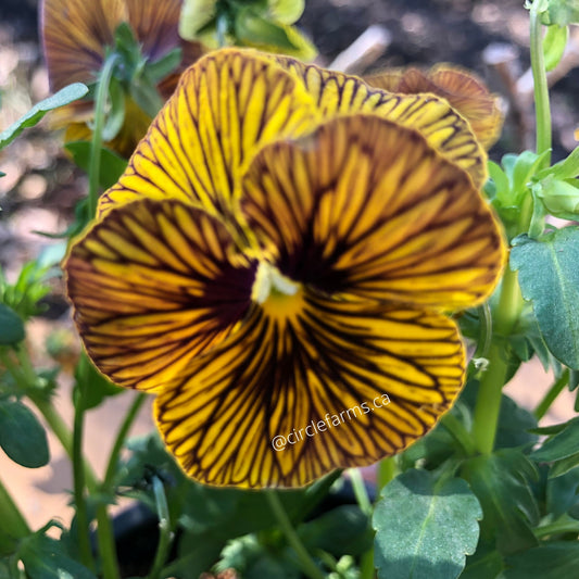 Viola Pansy - Tiger Eye