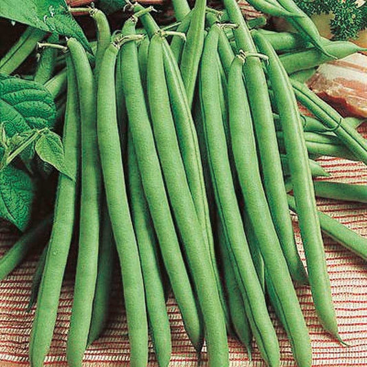 Green Bush Bean - Great Provider Seeds