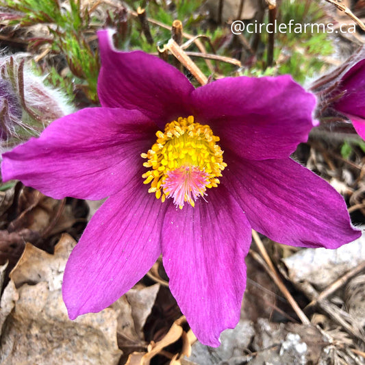 Pasque Prairie Crocus Native Flower