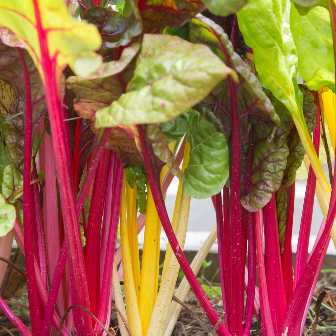 Swiss Chard - Bright Lights