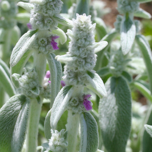 Lamb's Ear Seeds - Perennial