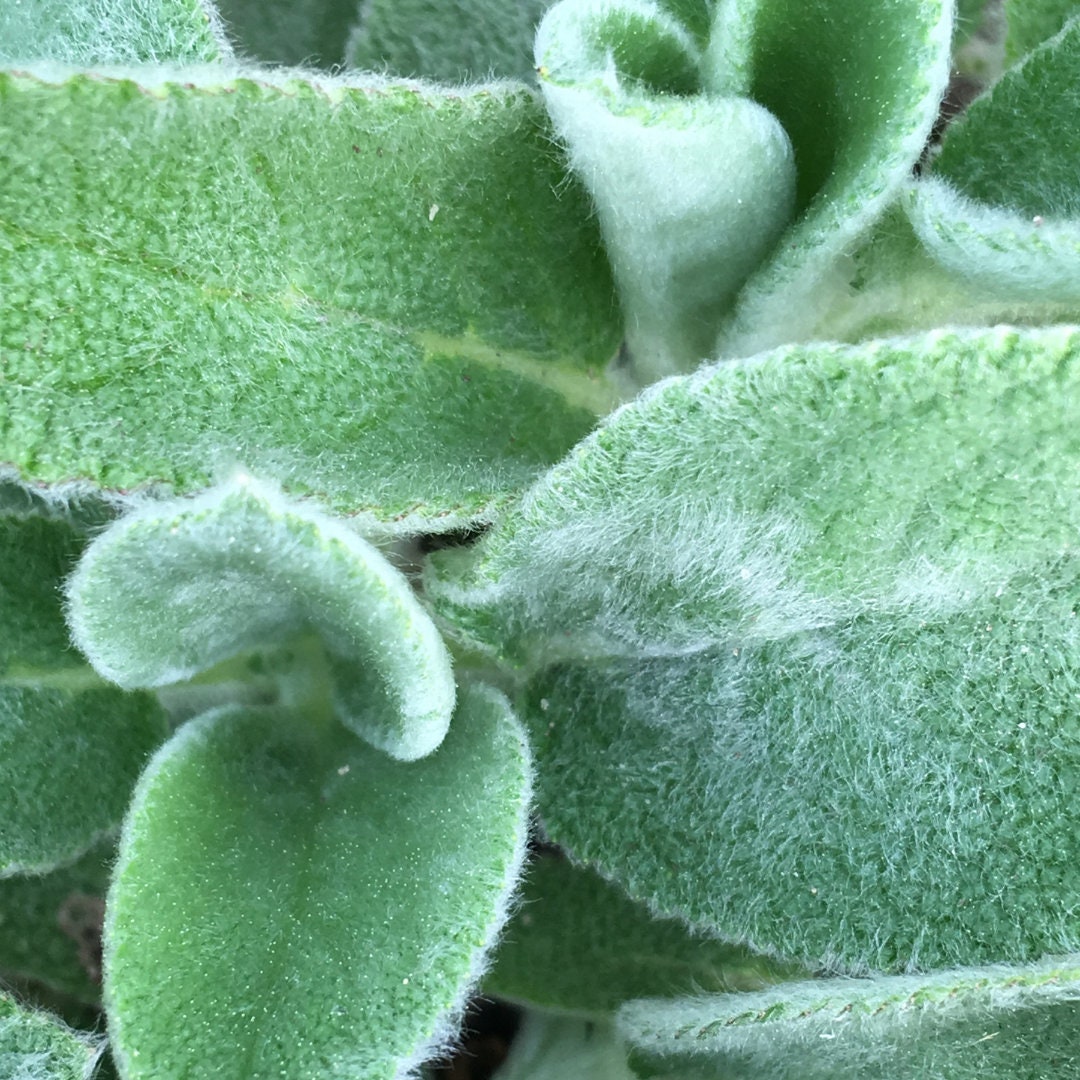 Lamb's Ear Seeds - Perennial