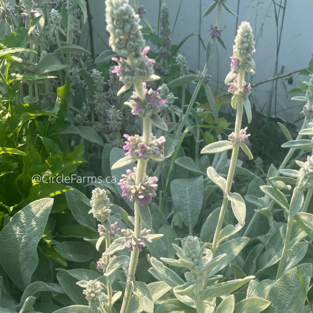 Lamb's Ear Seeds - Perennial
