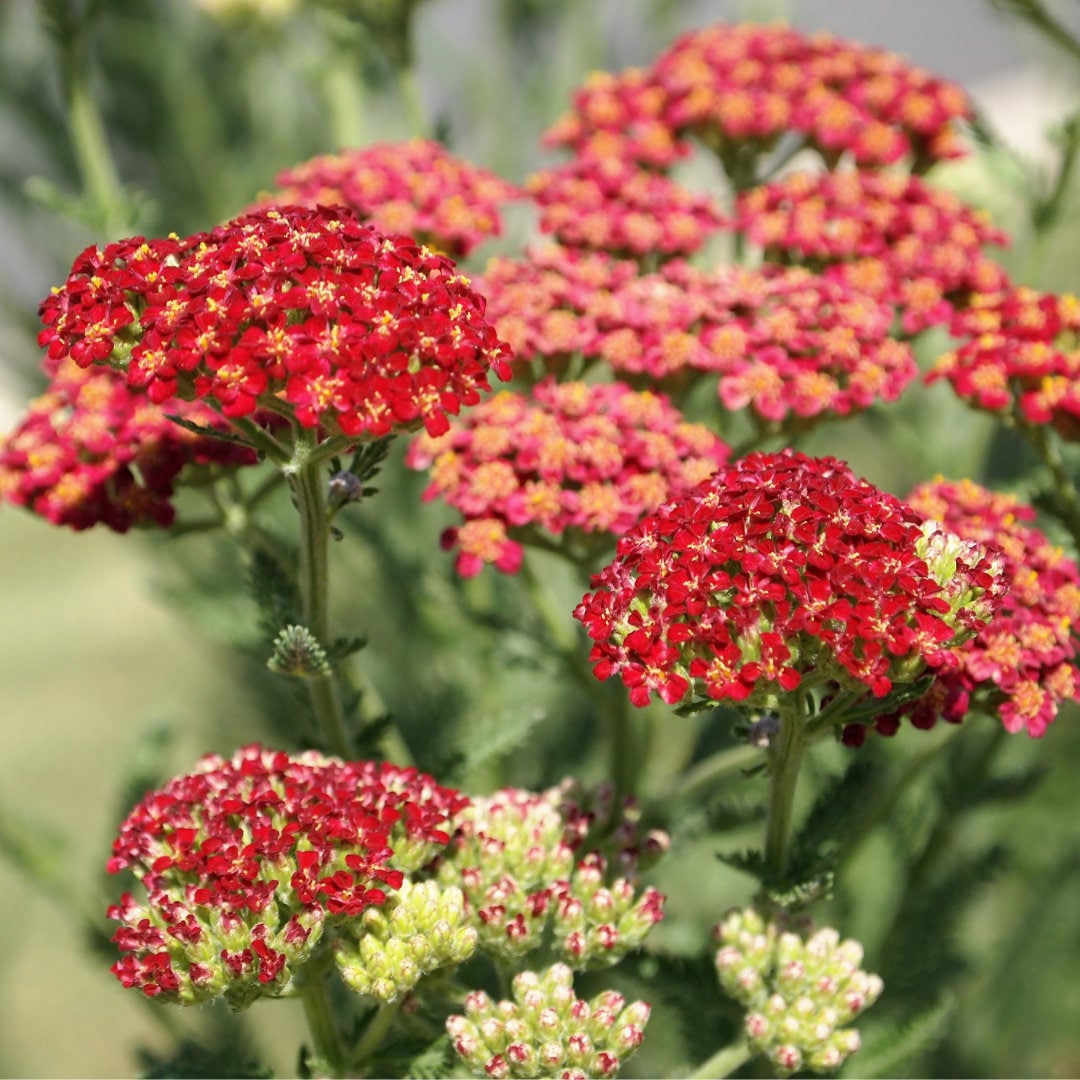 Yarrow Seeds - Red & Pink Mix