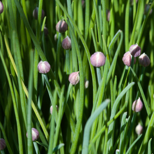 Chive Herb Seeds -  Perennial