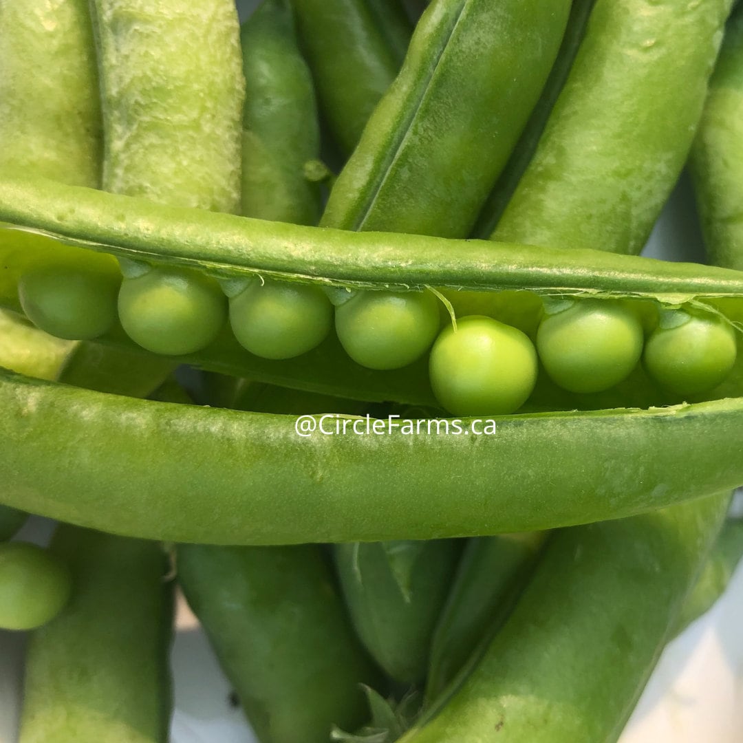 Peas - Sugar Ann Snap Pea (Organic)