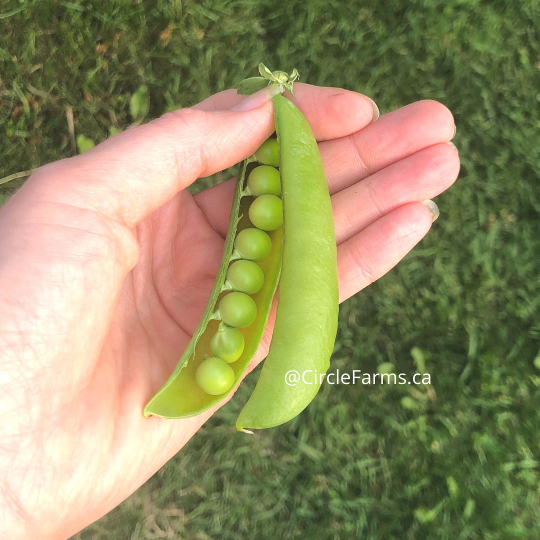 Peas - Sugar Ann Snap Pea (Organic)