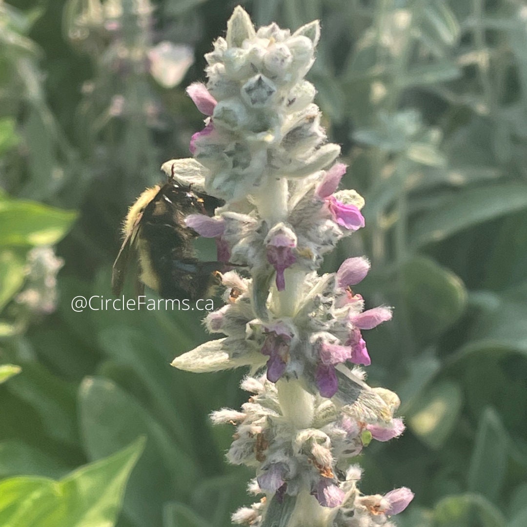 Lamb's Ear Seeds - Perennial