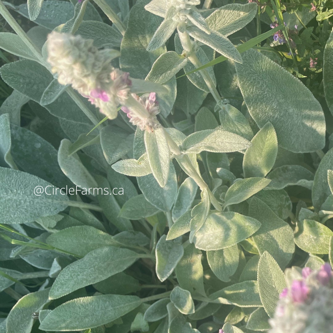 Lamb's Ear Seeds - Perennial