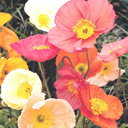 Iceland Poppy