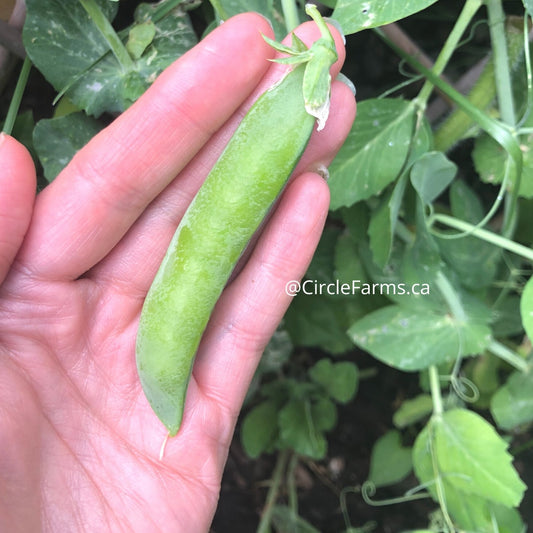 Peas - Sugar Ann Snap Pea (Organic)