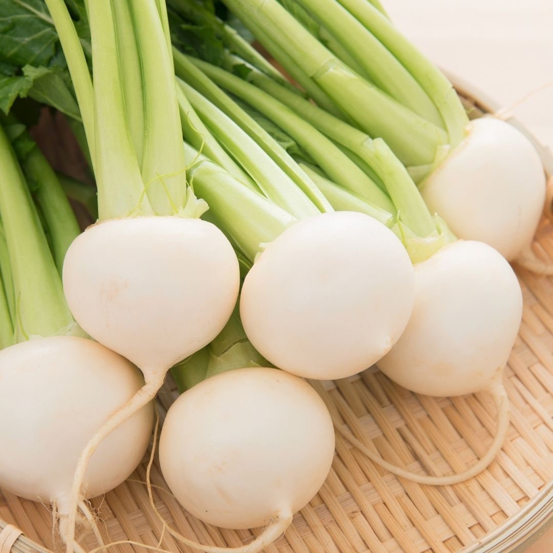 White Turnip Seeds Hakurei Turnips Circle Farms Canada