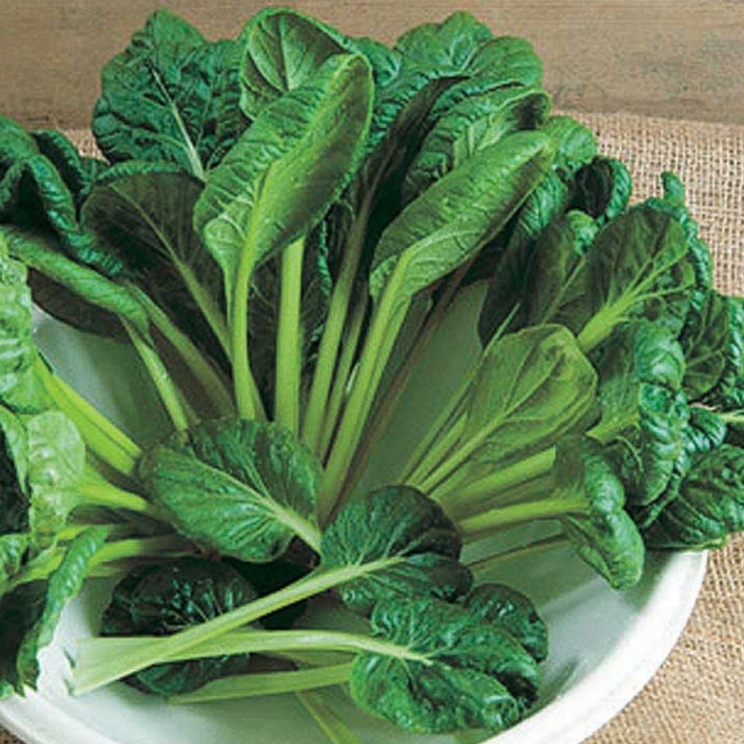 Tatsoi Seeds (Chinese Spinach)