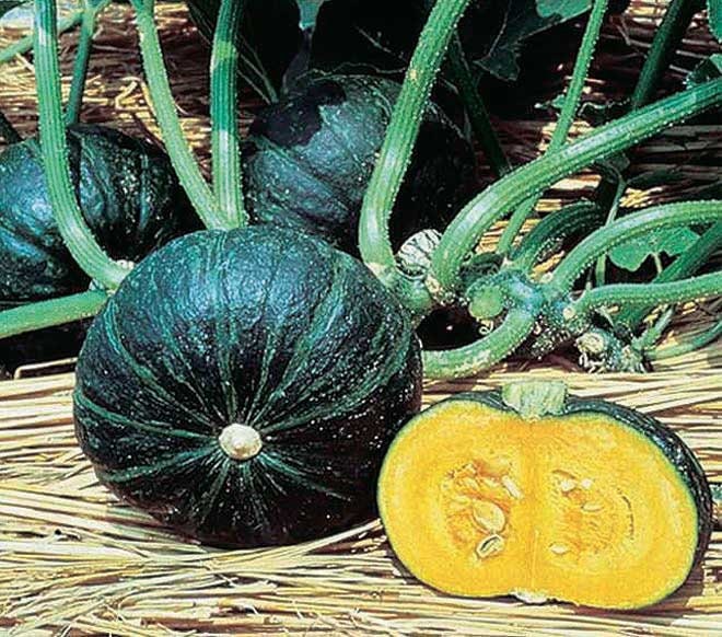 Kabocha Squash - Sweet Mama - Japanese Pumpkin