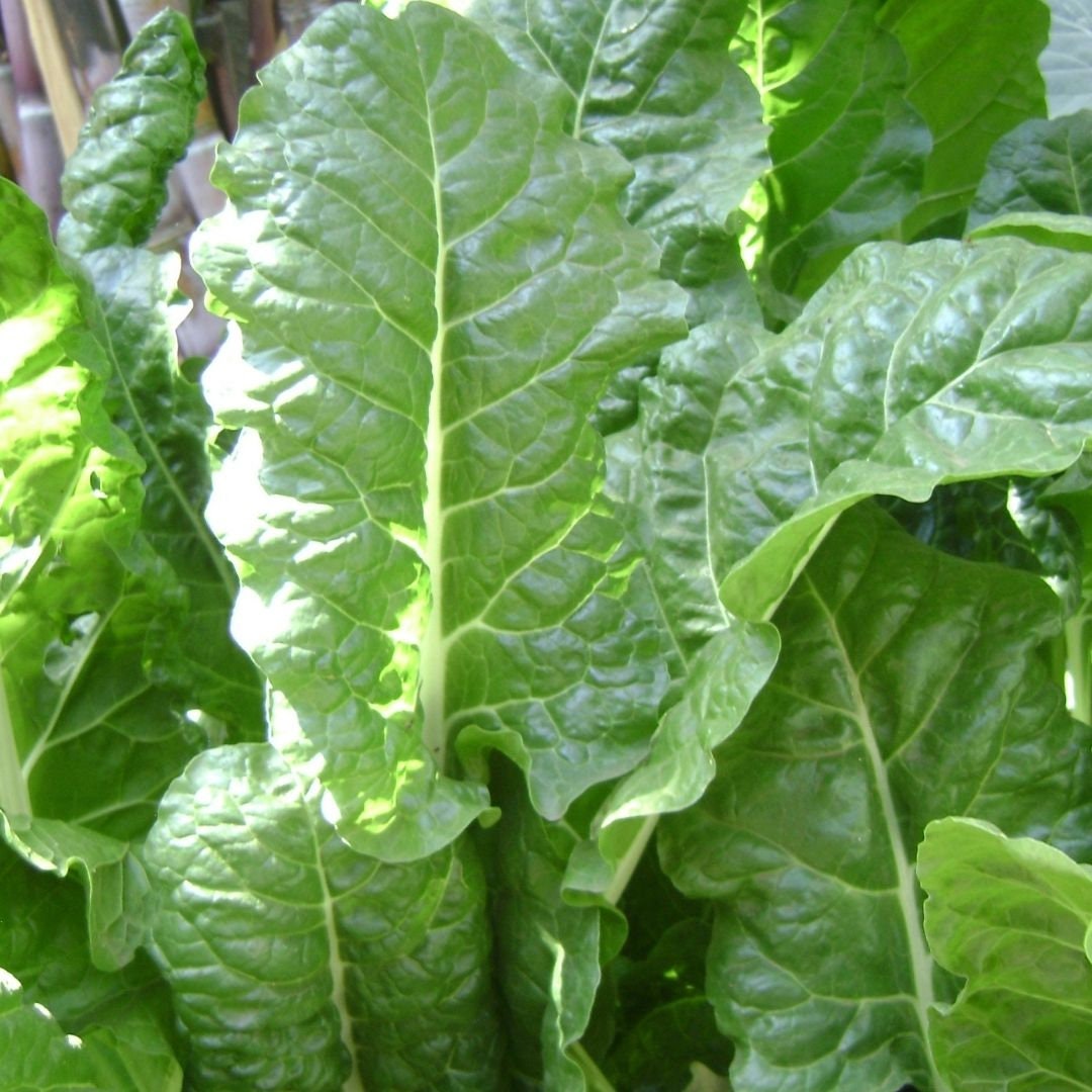 Big Leaf Spinach - Vancouver Variety