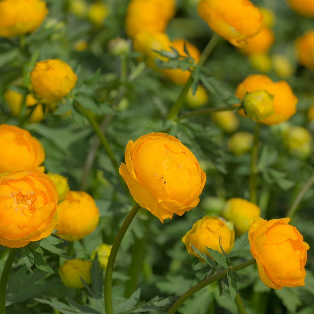 Globe Flower - Trollius Orange