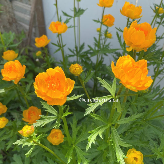 Globe Flower - Trollius Orange