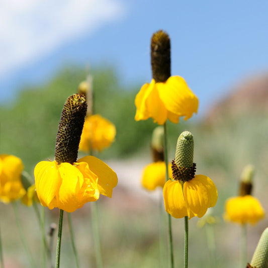 Prairie Coneflower - Yellow