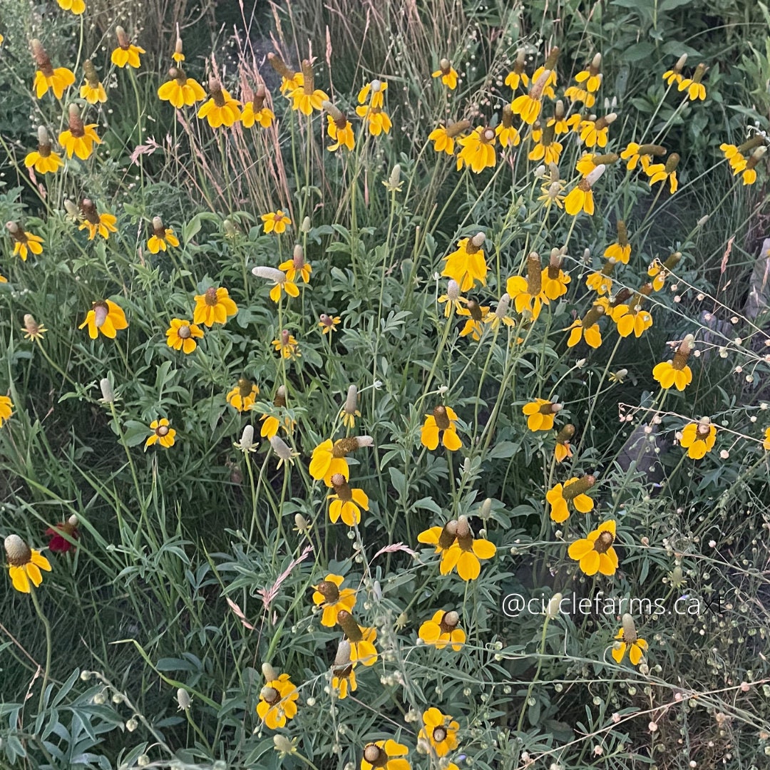 Prairie Coneflower - Yellow