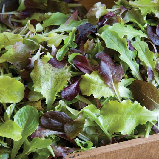 Gourmet Lettuce Mix Seeds