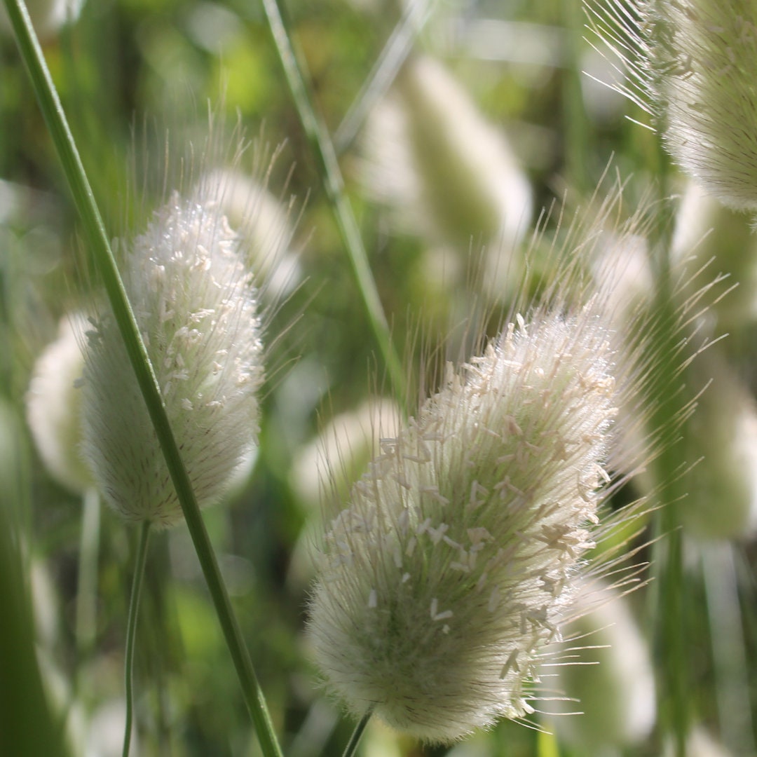 Bunny Tail Ornamental Grass