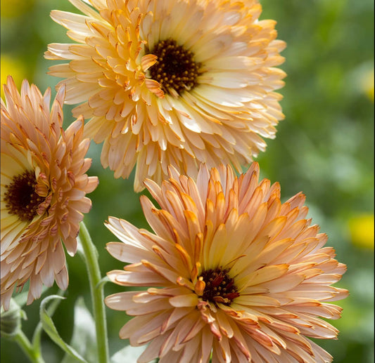 Calendula Seeds, Orange Flash - Circle Farms seeds