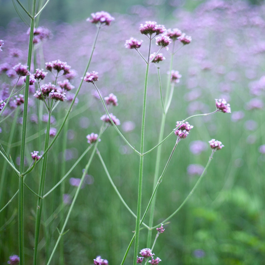 Verbena - Purple Top