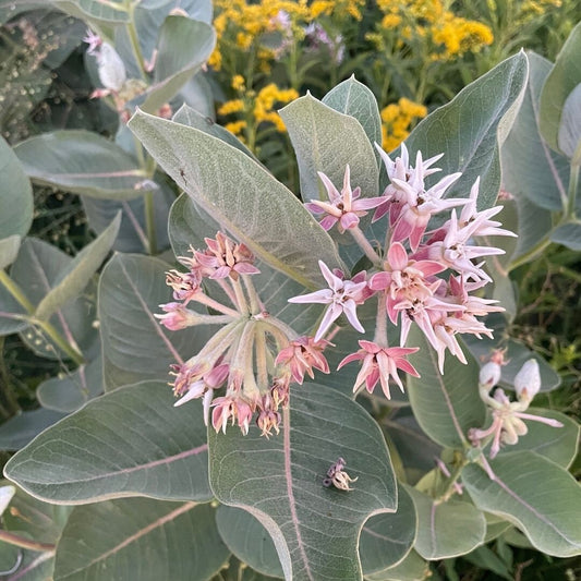 Showy Milkweed  - Asclepias Speciosa