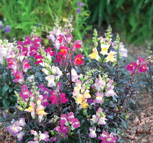 Snapdragon Cut Flower Seeds | Circle Farms Canada